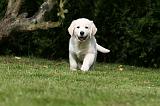 GOLDEN RETRIEVER 958